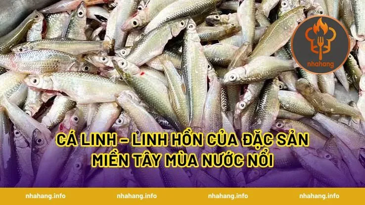 Cá Linh – Linh Hồn Của Đặc Sản Miền Tây Mùa Nước Nổi